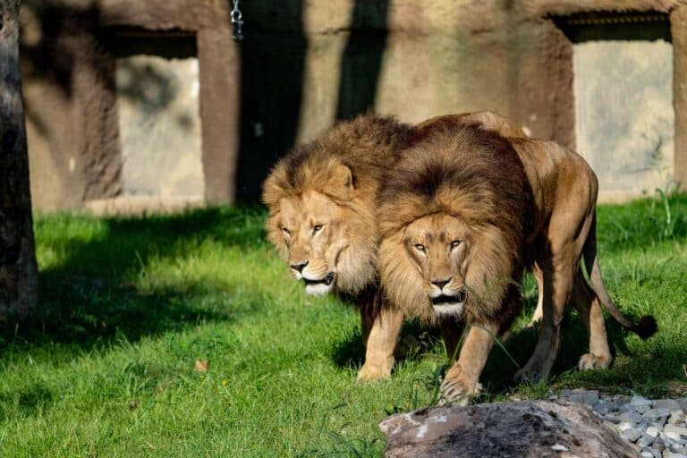 Tierpark hellabrunn Löwen