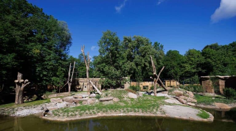Tierpark hellabrunn Löwengehege