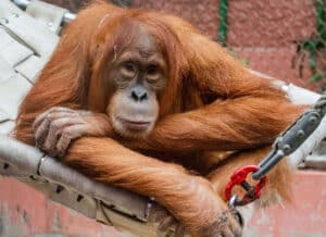 Zoo Dortmund Orang Utan