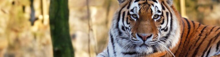 Ouwehands Dierenpark