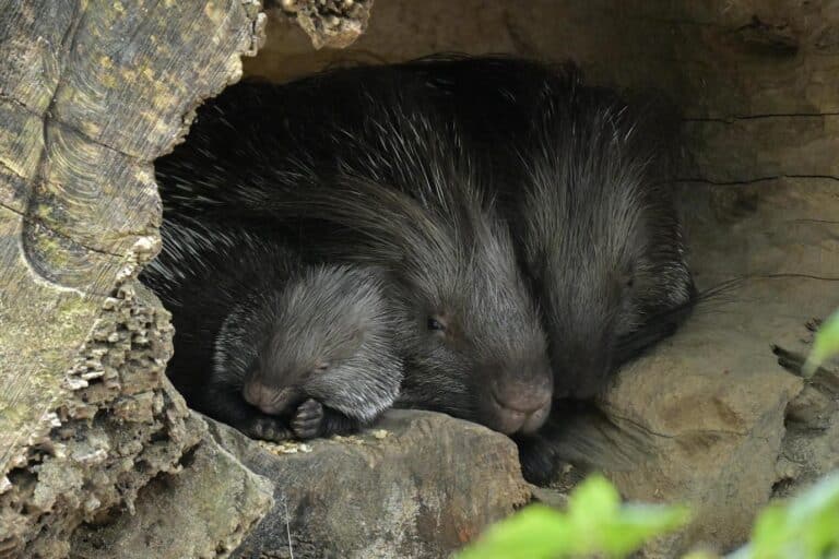 Stachelschwein Hellabrunn