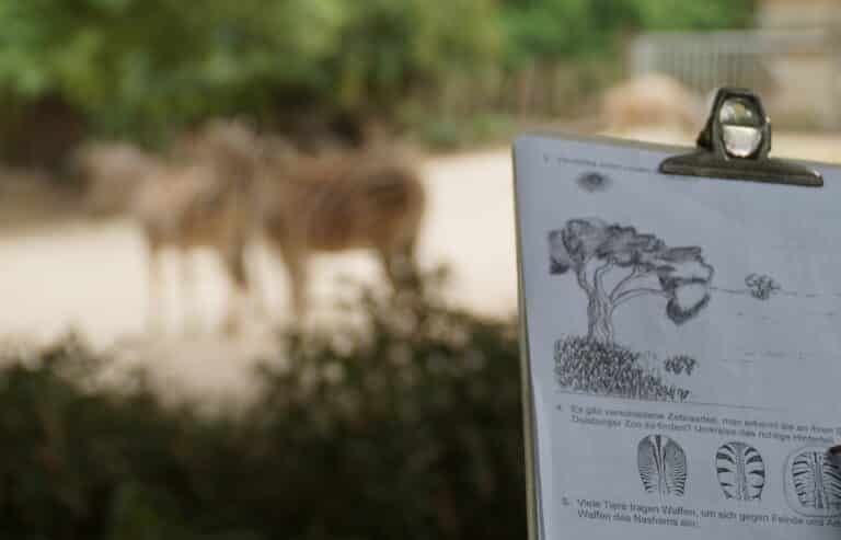 Jubiläum Zooschule_Bild 2_Beobachtungsaufgabe Zebras
