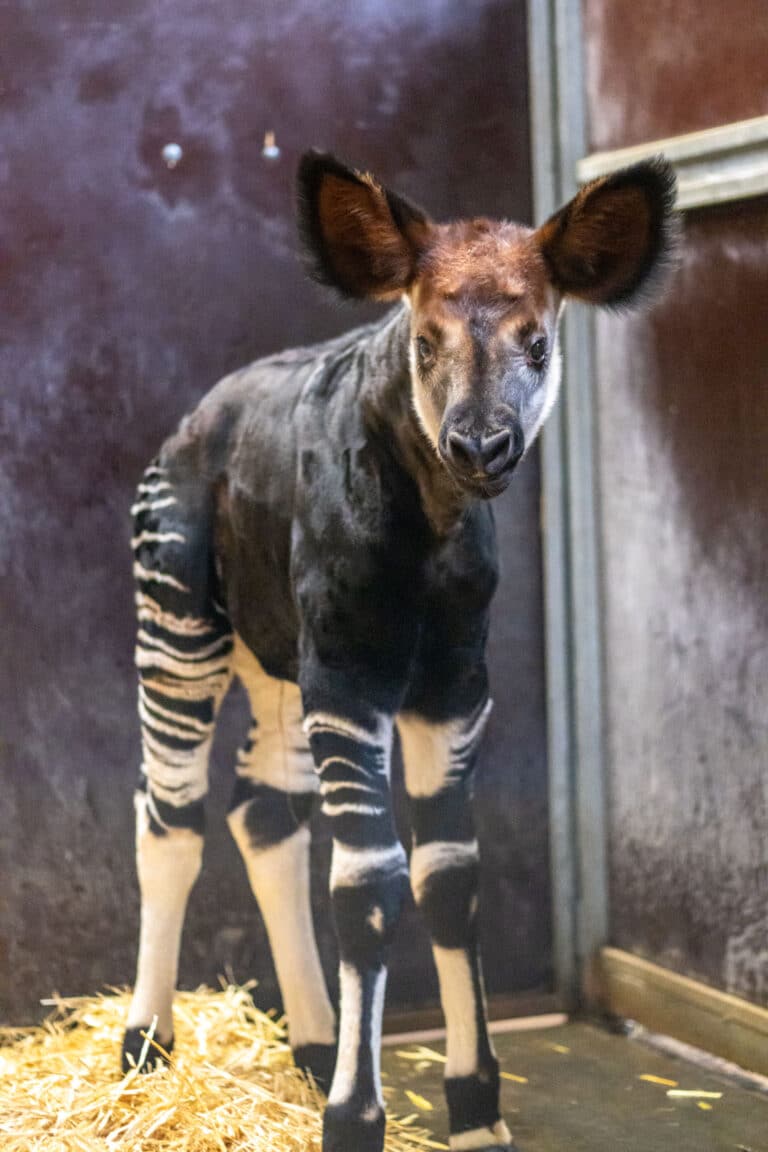 Wilhelma Zweiter Okapi-Nachwuchs
