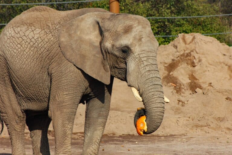 Zoopark Erfurt - elefant