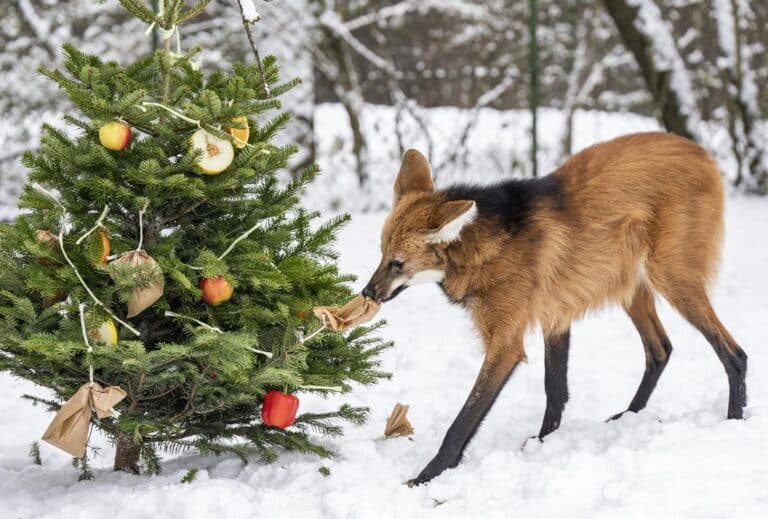 Winter im Tierpark Hellabrunn