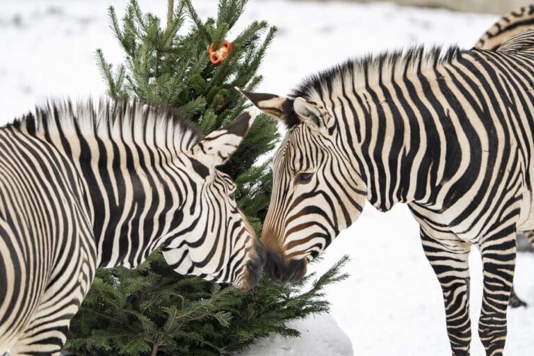 Winter im Tierpark Hellabrunn