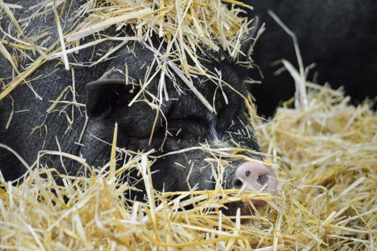 Wilhelma-Neuzugänge Vietnamesische Hängebauchschweine