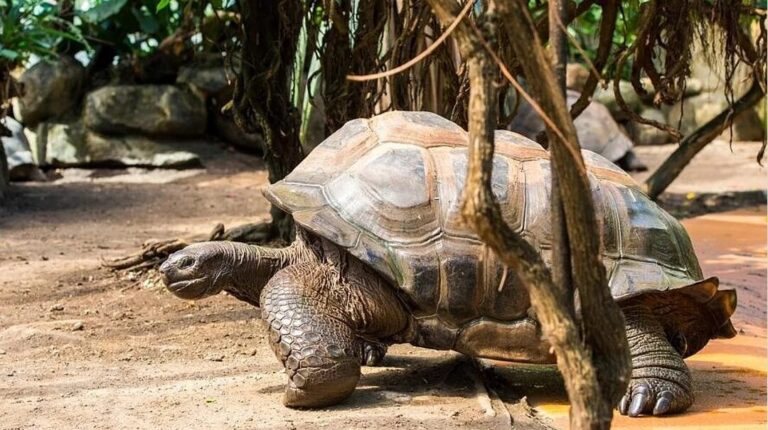Tierpark Hellabrunn Riesenschildkröte