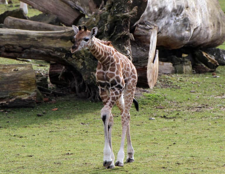 Giraffe im Zoo Leipzig mit Baby