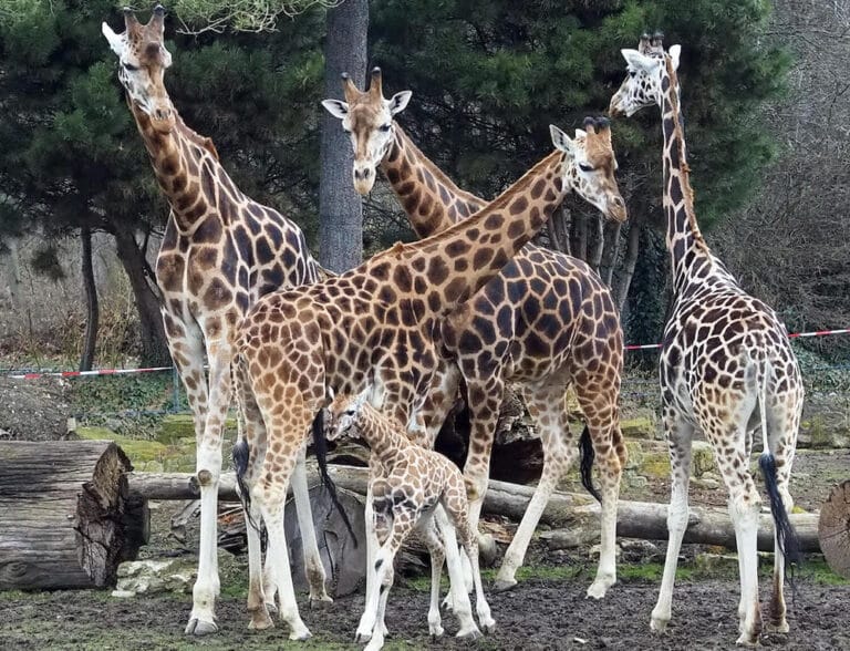 Giraffen im Zoo Leipzig mit Baby