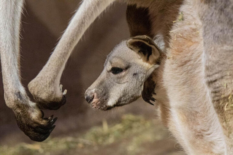 Tierpark und Tropen-Aquarium Hagenbeck Roten Riesenkängurus