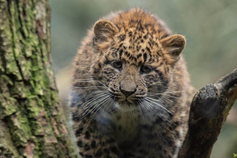 Tierpark und Tropen-Aquarium Hagenbeck Leopardenjungtier