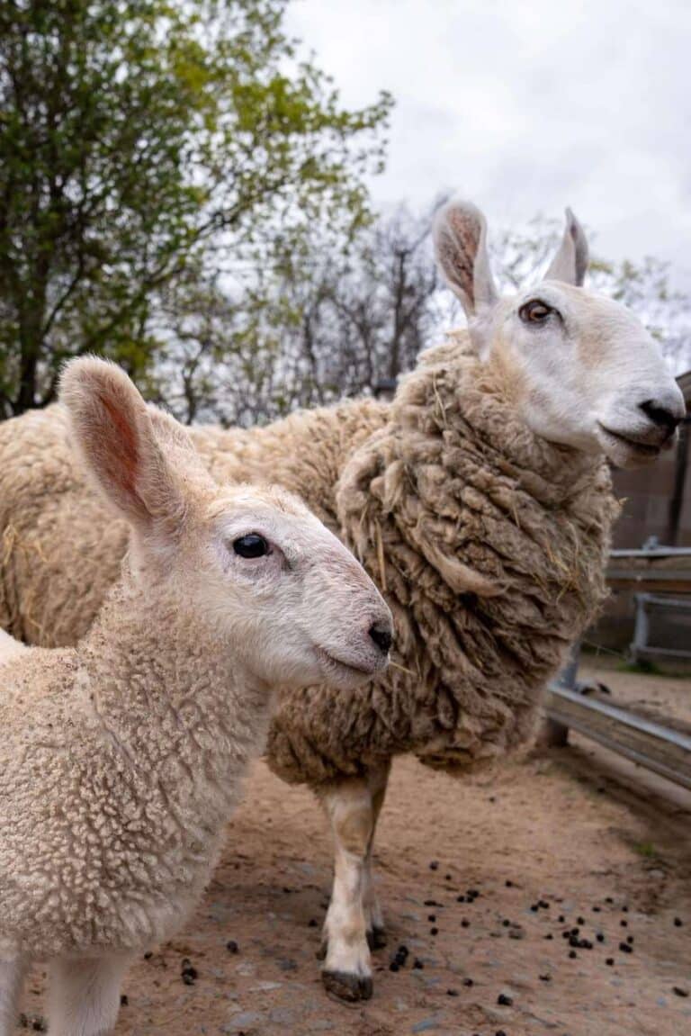 Bei den Border-Leicester-Schafen und Skudden auf dem Schaubauernhof der Wilhelma kamen passende zu Ostern Lämmchen zur Welt.