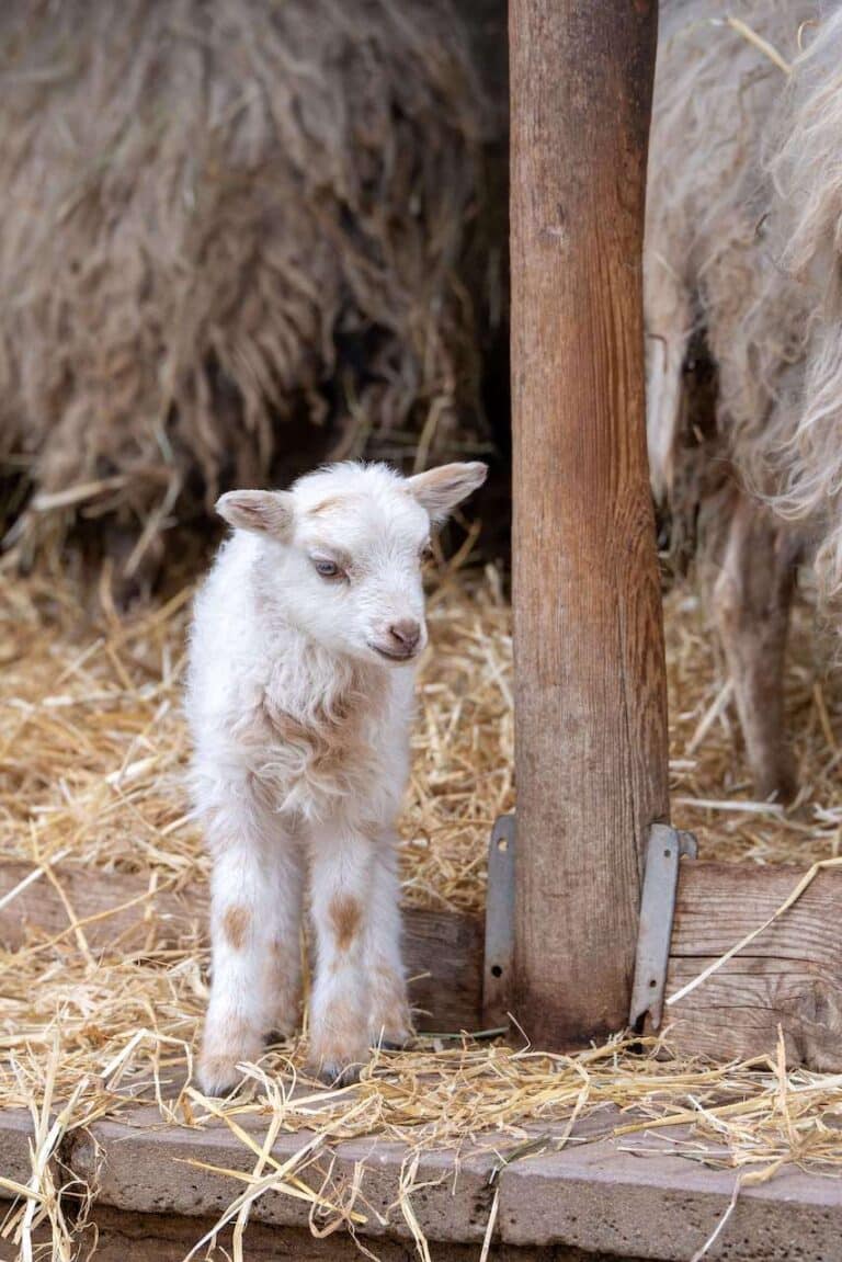 Bei den Border-Leicester-Schafen und Skudden auf dem Schaubauernhof der Wilhelma kamen passende zu Ostern Lämmchen zur Welt.