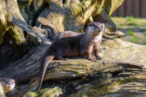 Zwergotter l Quelle: Zoo Duisburg / M. Appel