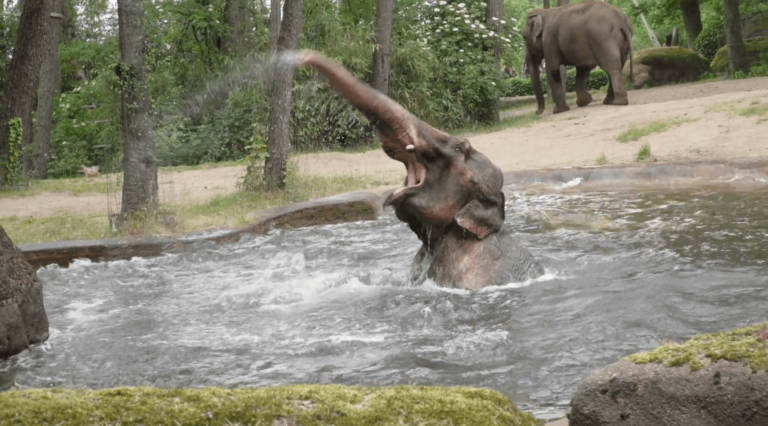 Elefanten Abkühlung im Burgers' Zoo 2023