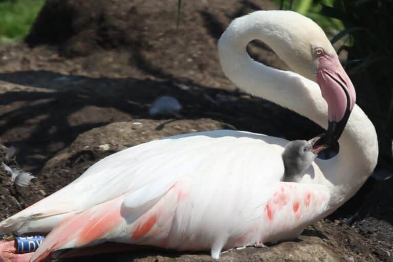 Flamingo Küken Zoopark Erfurt 1