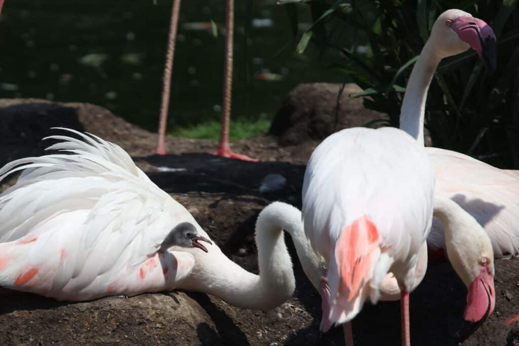 Flamingo Küken Zoopark Erfurt 2