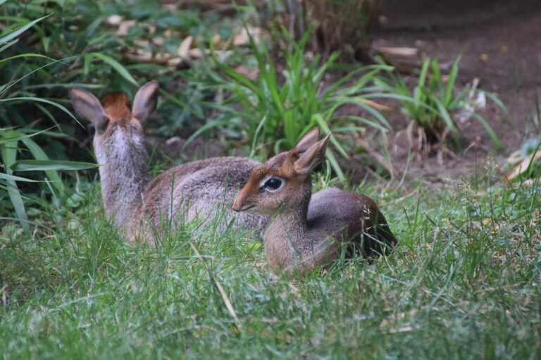 Kirk Dik-Diks im hohen Gras I Foto: „Zoo Duisburg / I. Sickmann“