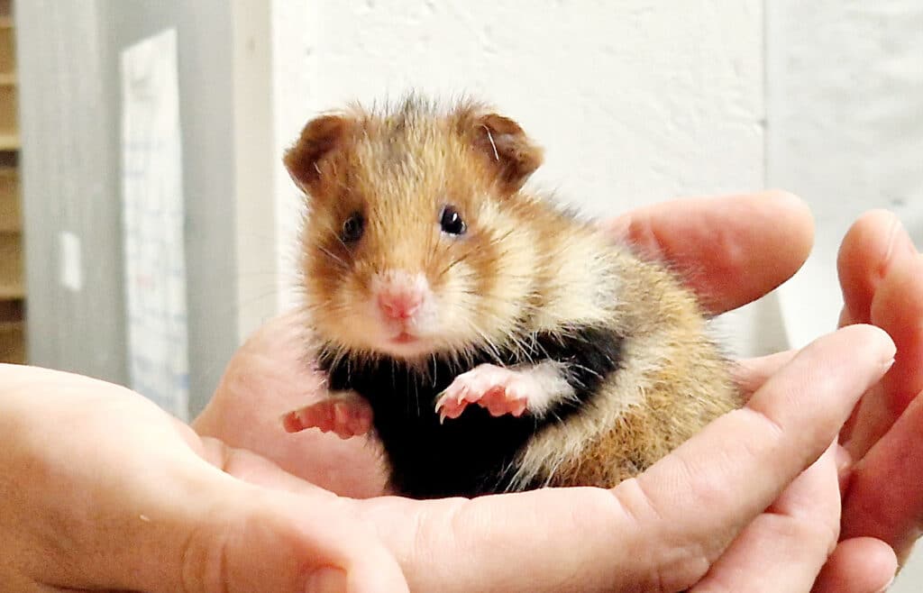 Zoos sind Partner der Weltnaturschutzunion IUCN Freizeitpark Erlebnis