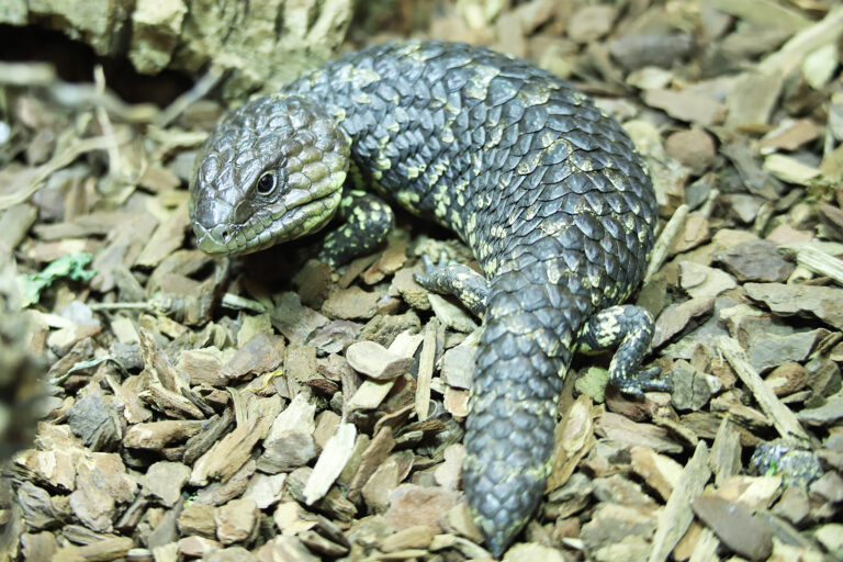 Freizeitpark Erlebnis