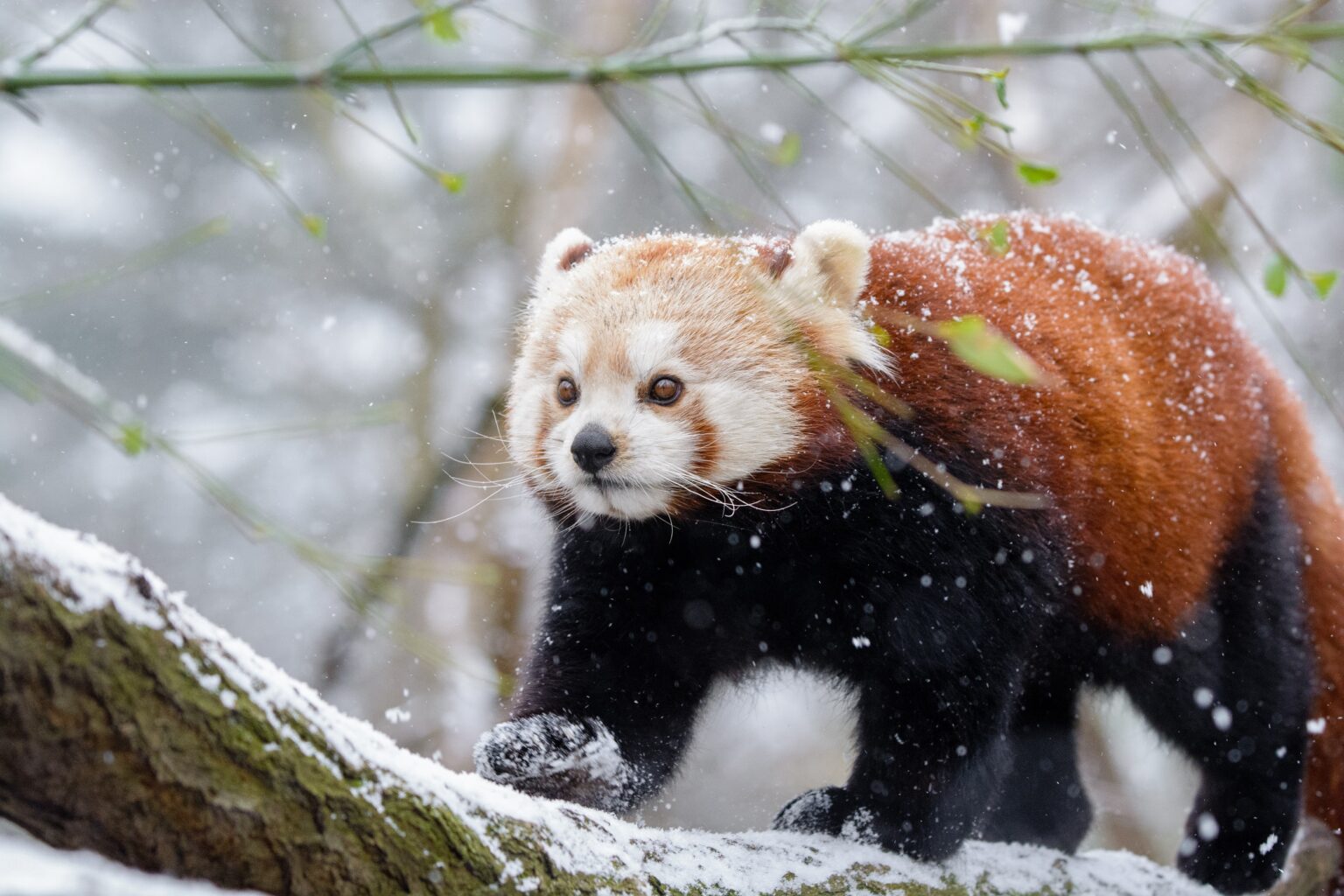 69 – 2023 Weihnachten im Zoo Duisburg_Bild 2_Roter Panda im Schnee_M Appel
