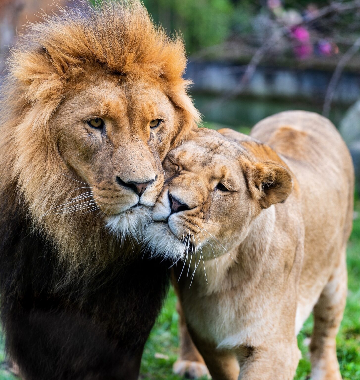 03 – 2024 Valentinstag im Zoo