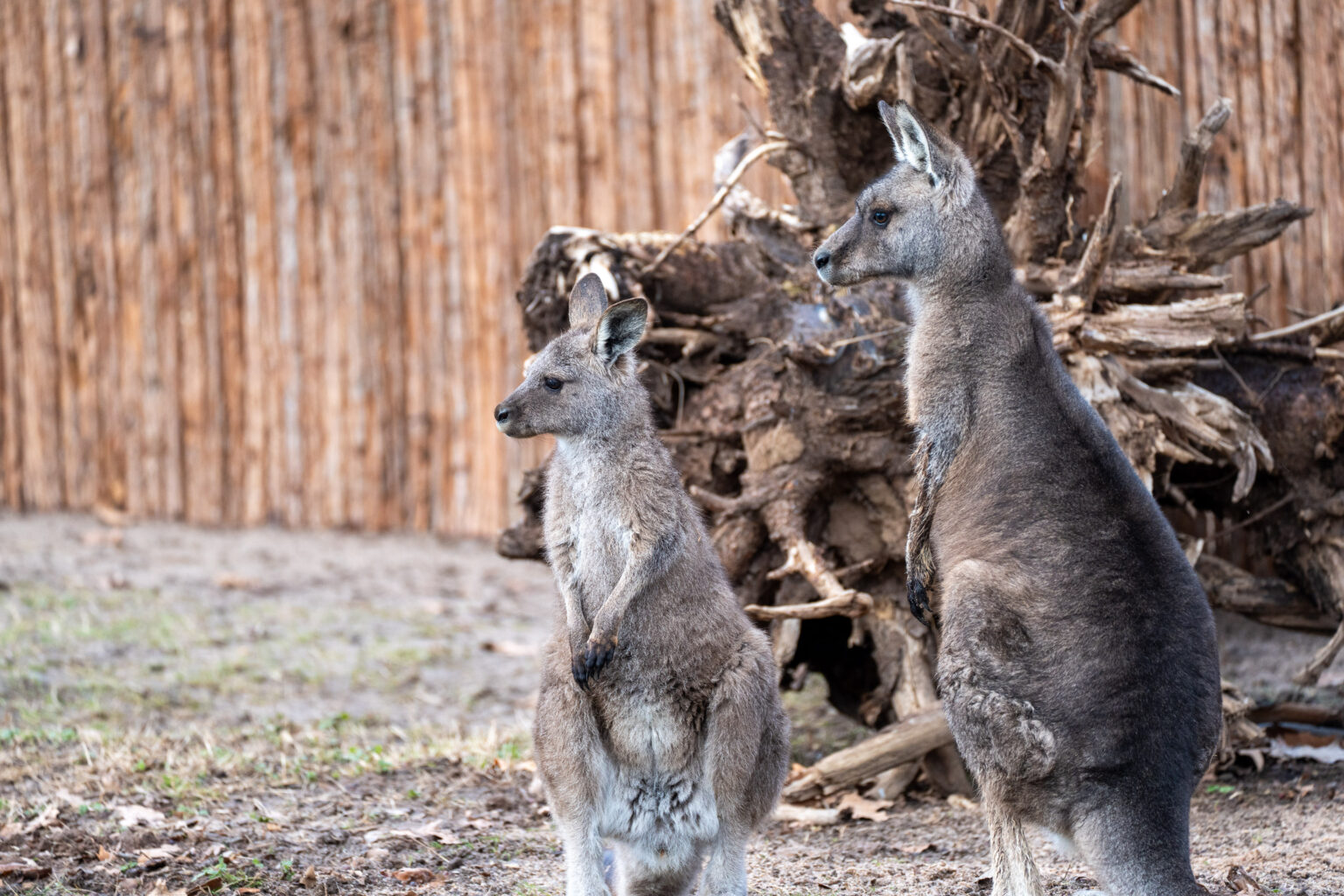 Tasmanisches Graues Riesenkänguru