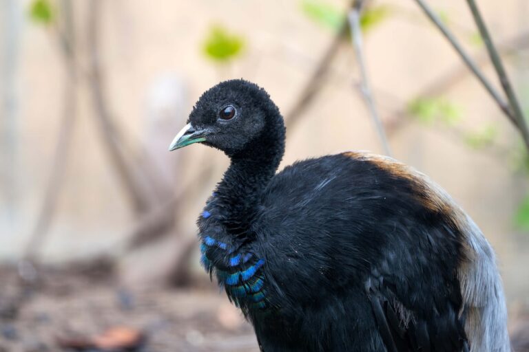 Graurücken-Trompetervogel (Vogelfreifluganlage)
