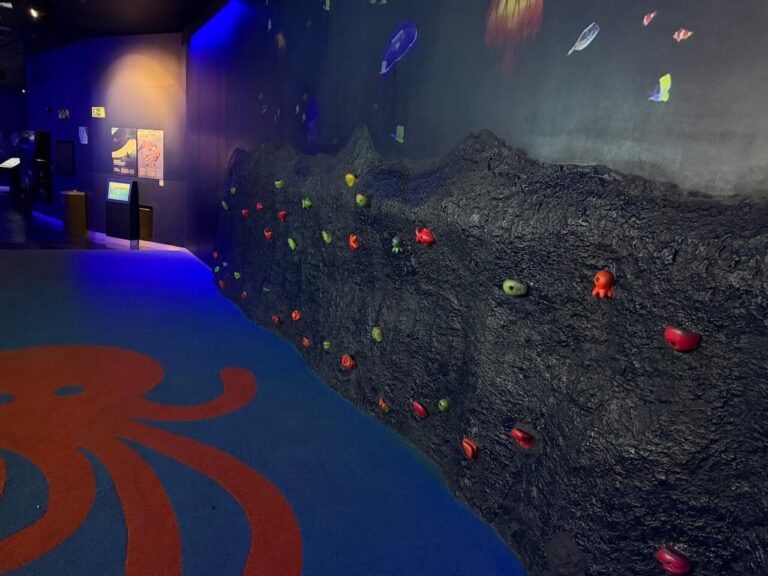 Man sieht die Boulder Wand mit farbigen Elementen zum Klettern und den weichen Boden