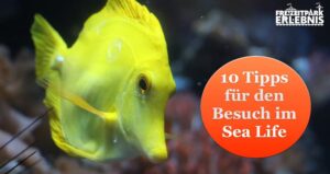 10 Tipps zum Besuch im Sea Life