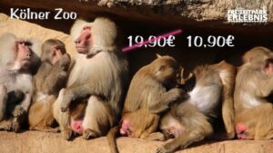 Kölner Zoo Schnäppchen 2017