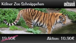 Kölner Zoo Schnäppchen inkl. Poster