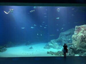 National Aquarium Denmark – Den Blå Planet oder einfach „der blaue Planet“
