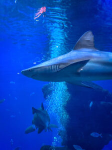 Palma Aquarium Mallorca – Winter 2023