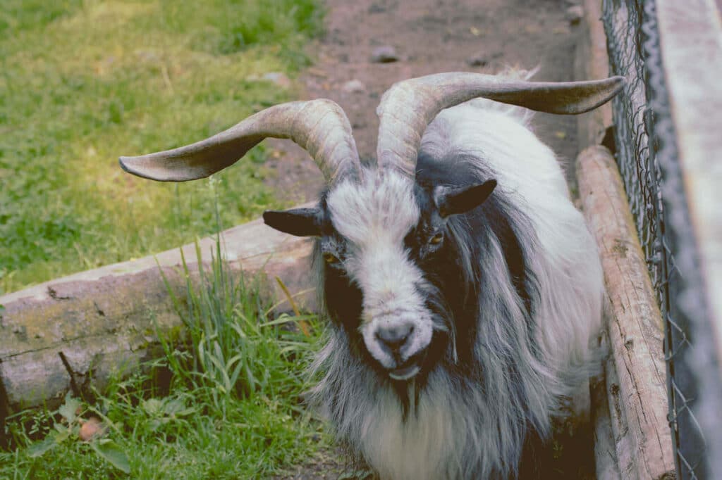 Schwarzwaldzoo Waldkirch Ziege