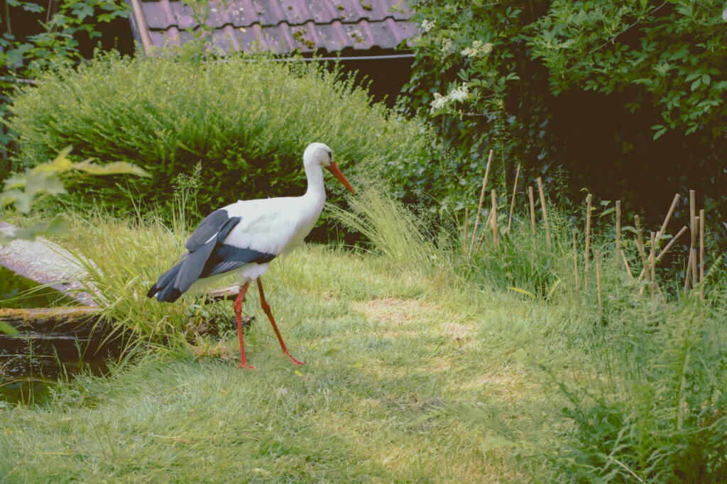 Schwarzwaldzoo Waldkirch Storch