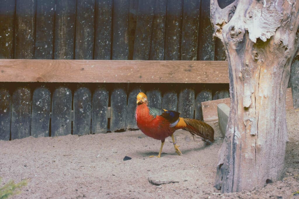 Schwarzwaldzoo Waldkirch Vogel bunt