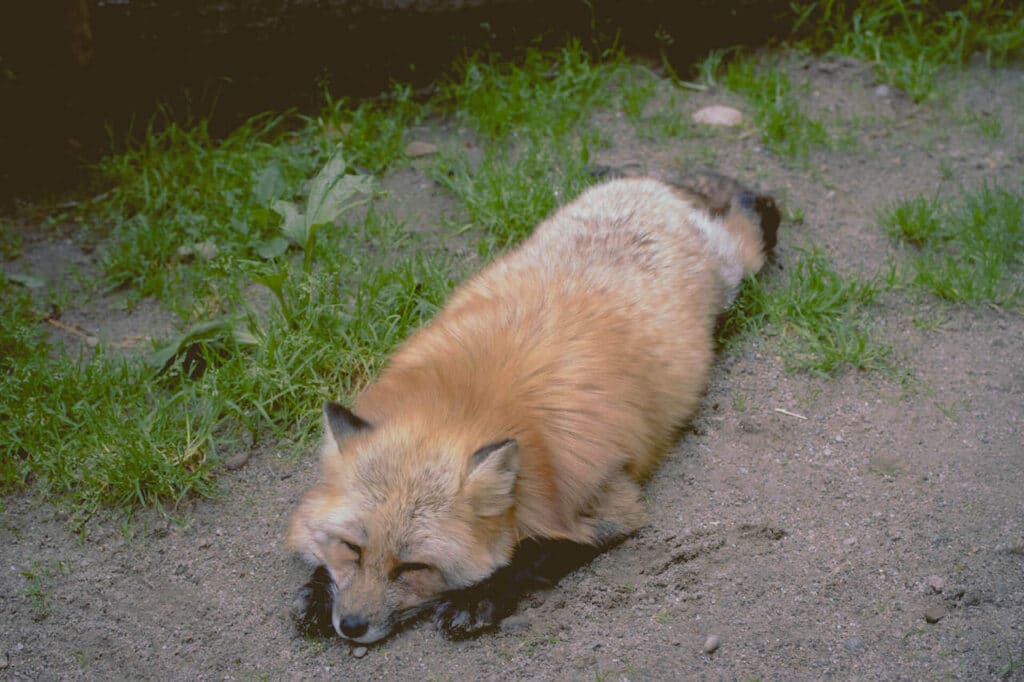 Schwarzwaldzoo Waldkirch Fuchs