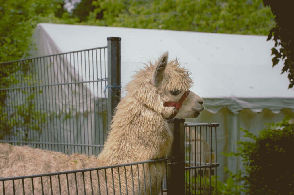 Schwarzwaldzoo Waldkirch Tiere