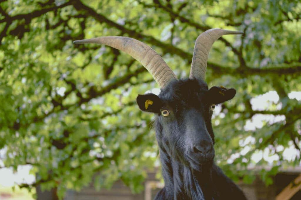 fpe schwarzwaldzoo Waldkirch 3