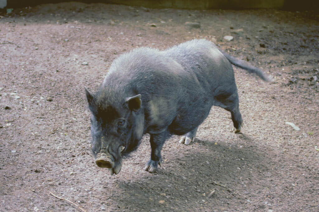 fpe schwarzwaldzoo Waldkirch Wildschwein