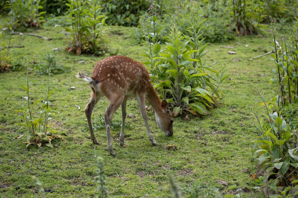 fpe schwarzwaldzoo Waldkirch Reh