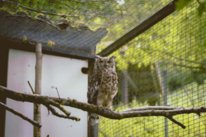 Erlebnisbericht Schwarzwaldzoo Waldkirch – Tiere und Natur erleben