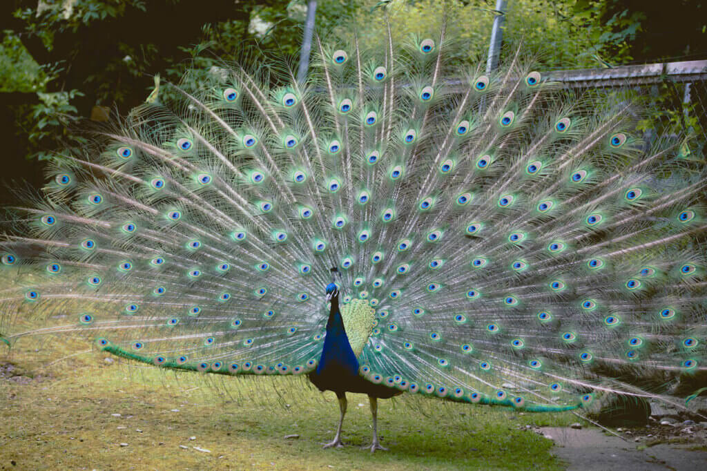 fpe schwarzwaldzoo Waldkirch Pfau