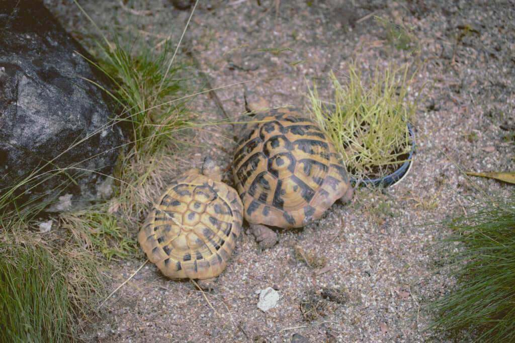 fpe schwarzwaldzoo Waldkirch Schildkröten